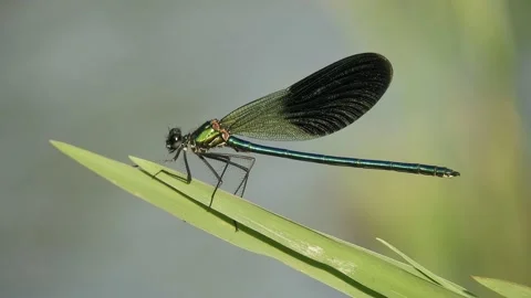 Dragonfly sitting on a leaf 4K 2 - Italian nature Video stock 138459962