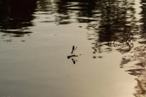Dragonfly sitting on a leaf on the calm surface of the lake at sunset with re Stock Photos