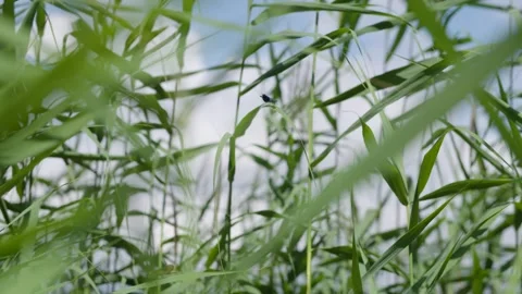 Dragonfly sitting on a leaf Stock Footage 240180112