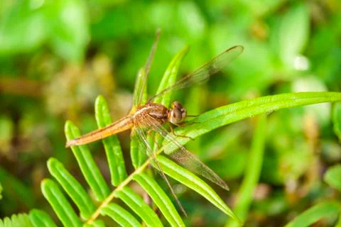 Dragonfly is sitting on the leaf Stock Photos