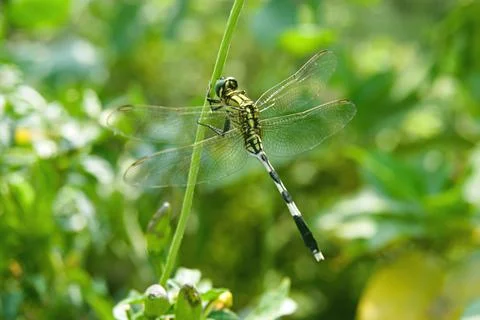 Dragonfly sitting on a leaf Stock Photos