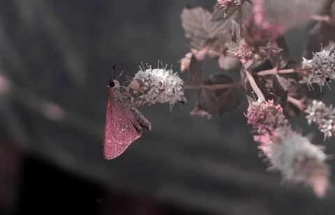 Dragonfly sitting on a leaf Stock Photos