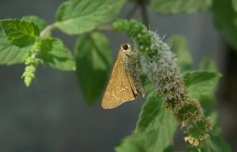 Dragonfly sitting on a leaf Stock Photos