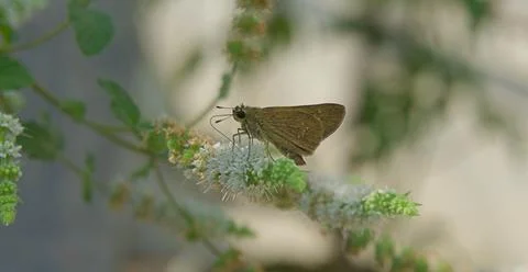 Dragonfly sitting on a leaf Stock Photos
