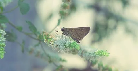 Dragonfly sitting on a leaf Stock Photos