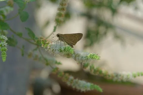Dragonfly sitting on a leaf Stock Photos