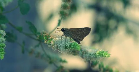 Dragonfly sitting on a leaf Stock Photos
