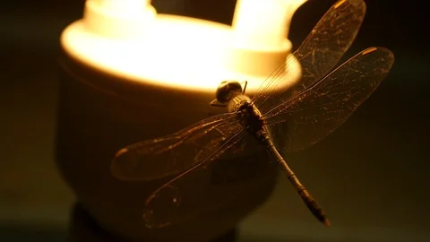 Dragonfly sitting on a lightbulb 库存影片 87840978