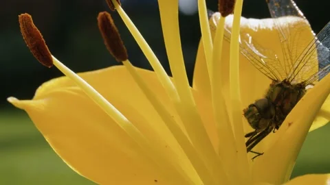 Dragonfly sitting on a lily flower Stock Footage 137644745