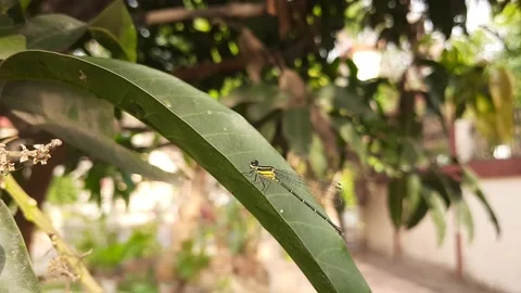 A dragonfly sitting in mango flowers. Stock Footage 150607334