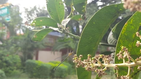 A dragonfly sitting in mango flowers Stock Footage 150607447