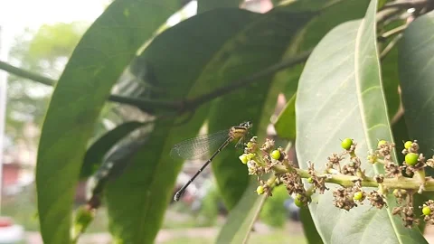A dragonfly sitting in mango flowers. Stock Footage 150607489