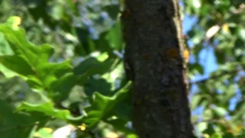 Dragonfly sitting on the oak Stock Footage 82335704