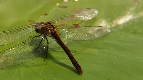 Dragonfly sitting in a pond on a green leaf. Stock Footage 248235426