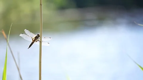 Dragonfly sitting on a reed Stock Footage 112022815