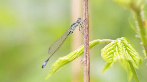 Dragonfly sitting on a reed Video stock 148211228