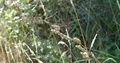 Dragonfly sitting at reed grass in moor landscape and fly away 4k or 4k+ Resolution
