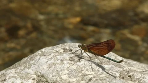 A dragonfly sitting on a rock Stock Footage 131204603