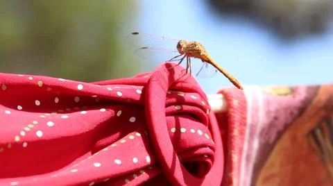Dragonfly sitting on a rope Stock Footage 67705194
