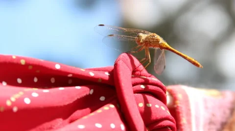 Dragonfly sitting on a rope Stock Footage