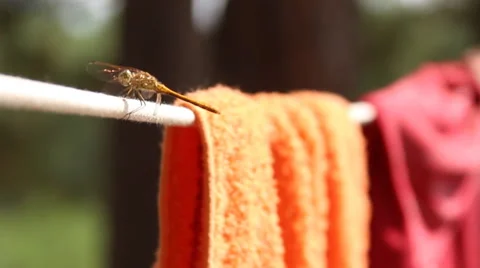 Dragonfly sitting on a rope Stock Footage 67705515