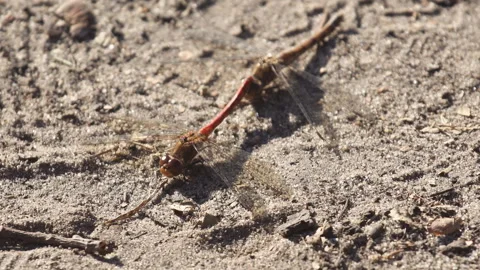 Dragonfly sitting on the sand Stock-Footage 165364817