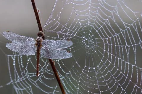 Dragonfly sitting on spider net Stock Photos
