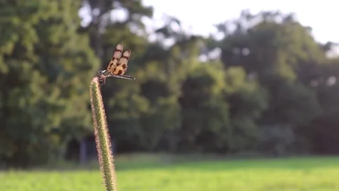 Dragonfly sitting on spikelet Video stock 162136057