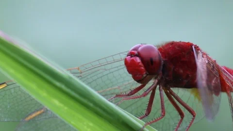 Dragonfly Sitting on the Stem and Shaking Its Head Repeatedly Stock Footage 103865247
