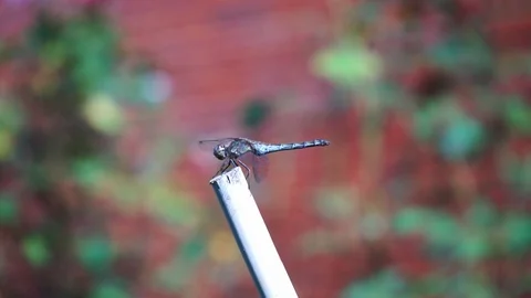 Dragonfly is sitting on a stick closeup 2 Stock Footage 118081107