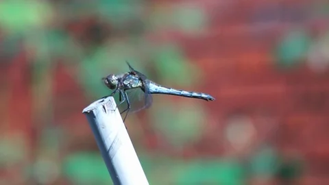 Dragonfly is sitting on a stick closeup 3 Stock Footage 118081105