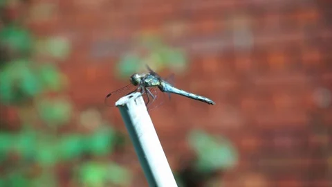 Dragonfly is sitting on a stick closeup Stock Footage 118081104