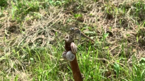 Dragonfly sitting on the stick with snails Stock Footage 148224153