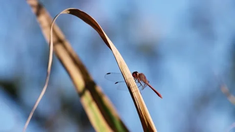 A dragonfly sitting on a tiny leaf and moving its head against the blue sky Stock Footage 170331955