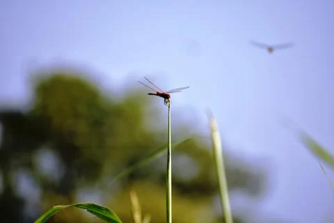 Dragonfly sitting on tips of the grass stem Stock Photos