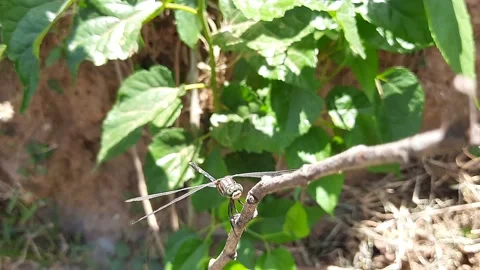 A dragonfly sitting in the tree branch. Stock Footage 138855494
