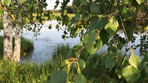 Dragonfly sitting on a tree branch Stock Footage 154984959