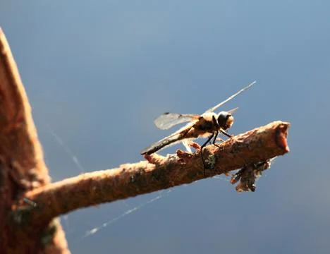 Dragonfly sitting on a tree branch Stock Photos