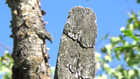 Dragonfly sitting on a tree Stock Footage 80987582