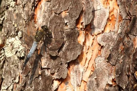 Dragonfly sitting on a tree Stock Photos
