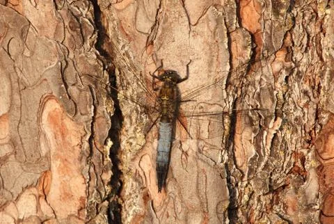 Dragonfly sitting on a tree Stock Photos