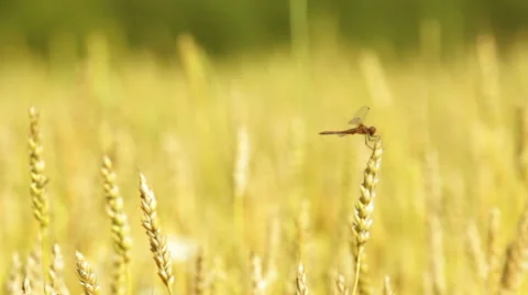 Dragonfly sitting on a wheat ear Stock Footage 54339305