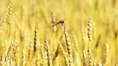 Dragonfly sitting on a wheat ear Stock Footage 54339308