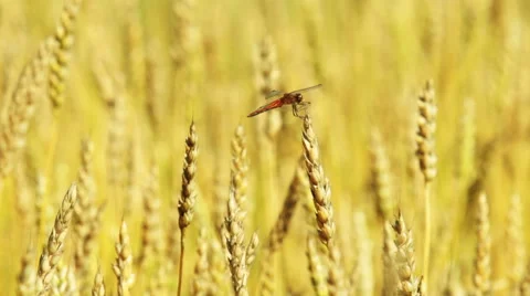 Dragonfly sitting on a wheat ear Stock Footage 54339309