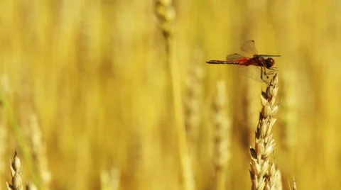 Dragonfly sitting on a wheat ear Stock Footage 54339313
