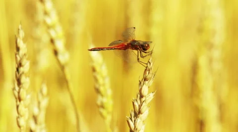 Dragonfly sitting on a wheat ear Stock Footage 54339314