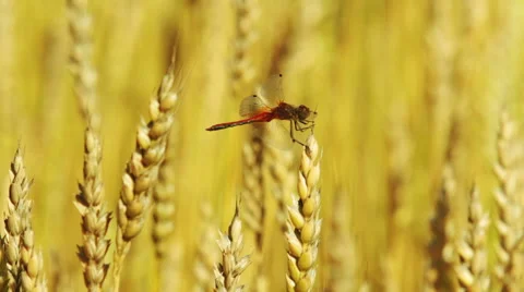 Dragonfly sitting on a wheat ear Stock Footage 54339323