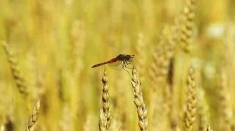 Dragonfly sitting on a wheat ear Stock Footage 54407909