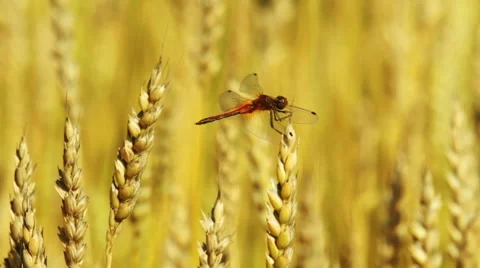 Dragonfly sitting on a wheat ear Stock Footage 54407968