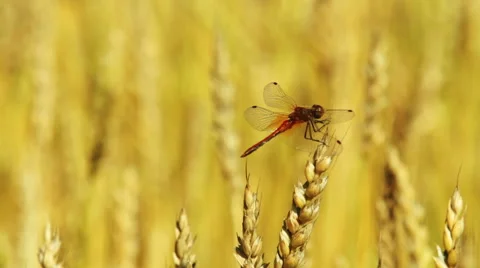 Dragonfly sitting on a wheat ear Stock Footage 54407998